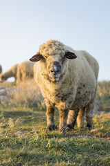 Happy sheep grazing in the field facing the camera
