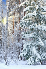 Obraz premium Winter landscape with frozen trees