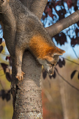 Grey Fox (Urocyon cinereoargenteus) Climbs Down Tree