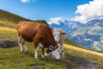 Fototapeta na wymiar Cows on Bernese Oberland