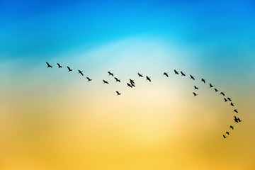 Silhouette of flying birds migratory passage shadoof in the sky
