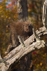 Porcupine (Erethizon dorsatum) Looks at Viewer from Branch