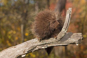 Porcupine (Erethizon dorsatum) Sits Looking Right on Branch