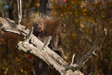 Porcupine (Erethizon dorsatum) Looks Out from Branch