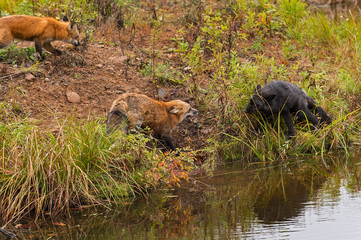 Red Fox and Silver Fox (Vulpes vulpes) Conflict
