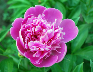 розовый пион