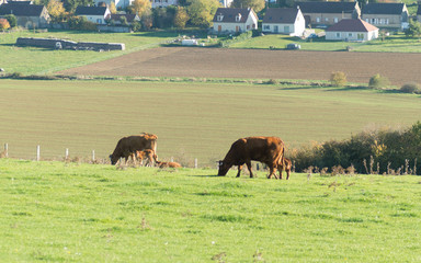 Vaches