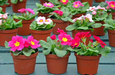 Pots of pink primroses