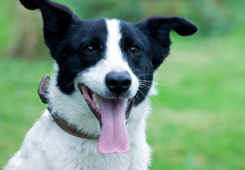 portrait of a cheerful mongrel in the collar