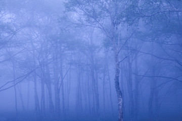 霧と森