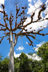 Dry Ceiba tree, its branches covered with fluffy vegetation in Tikal National Park, Guatemala