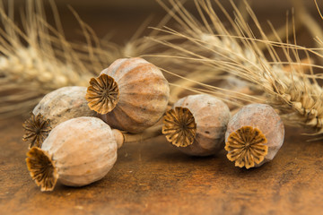 ripe dry poppy heads and wheat on an old table