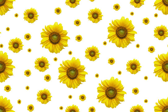 Seamless background with flower sunflower.