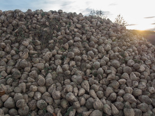 Zuckerrüben im Neubaugebiet
