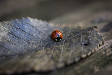  ladybug on autumn leaf (Calligrapha multipunctata)