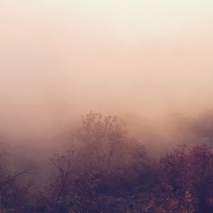 Fototapeta na wymiar Foggy magic in the forest