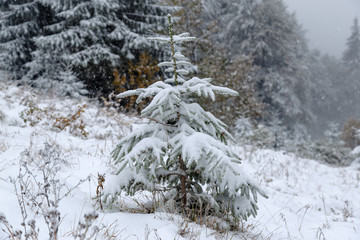 fir covered  with snow