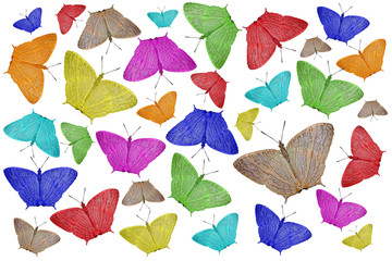 Fototapeta na wymiar exotic color butterfly as nature background