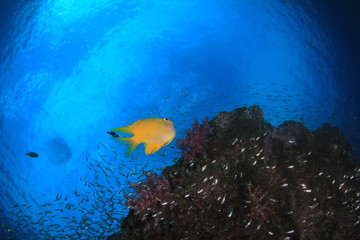 Naklejka na ściany i meble Underwater scene - fish on ocean coral reef
