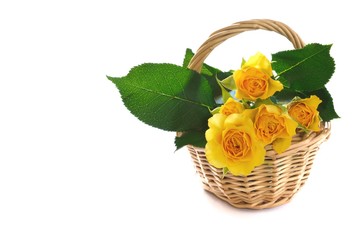 バスケットに入った黄色の薔薇　白バック

