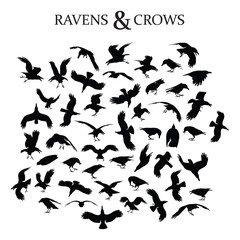 Fototapeta na wymiar Ravens and Crows