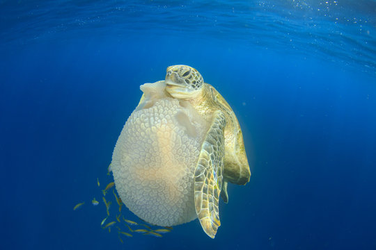Green Sea Turtle feeds on large pelagic Jellyfish