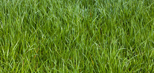Grass. Green meadow. grass texture