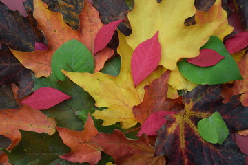 Fall Colours, Toronto, Canada