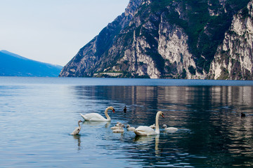 swan swimming with young cygnets. Mute Swan