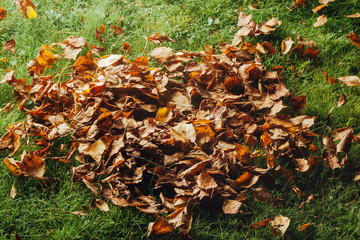 autumn leaves on the lawn