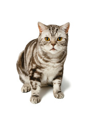 Obraz premium British Shorthair cat