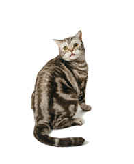 British Shorthair cat
