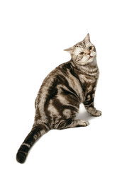 British Shorthair cat