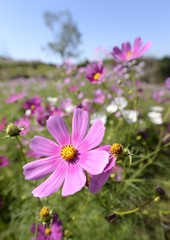 Fototapeta premium コスモス