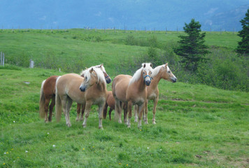 Obraz na płótnie Canvas Haflinger horses