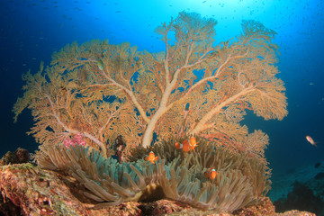Underwater Clownfish and coral reef