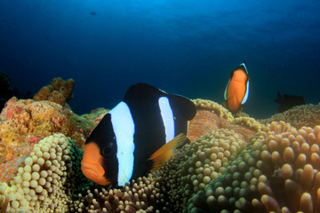 Naklejka na ściany i meble Underwater Clownfish and coral reef