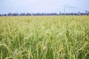 rice field