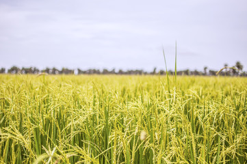 rice field