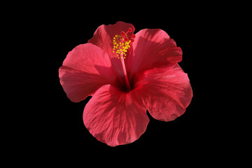 Macro of red hibiscus flower