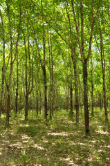 Fototapeta na wymiar rubber plantation
