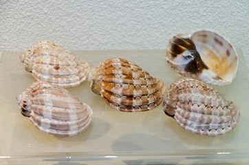 sea shells