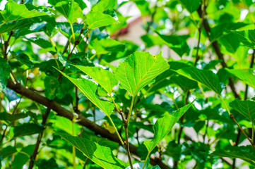 Fototapeta na wymiar Mulberry on tree in plantation at countryside