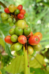 Coffee beans ripening on a tree.