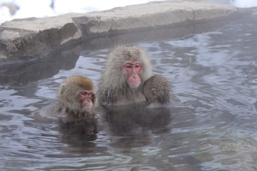 Naklejka premium 温泉と猿 