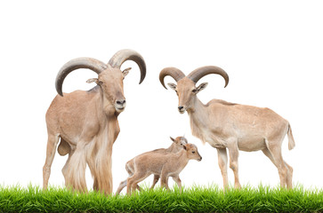 barbary sheep family