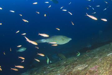 Underwater fish - mackerel,sardines, tuna