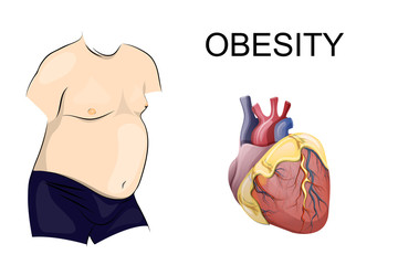 obesity. body and heart