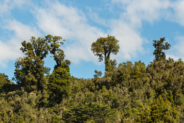 podocarp trees growing in rainforest 