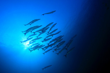 Fototapeta na wymiar Shoal Barracuda fish underwater in ocean